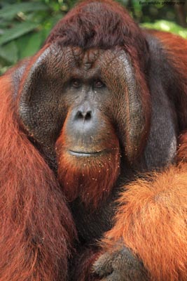 Goodwin Orang-utan